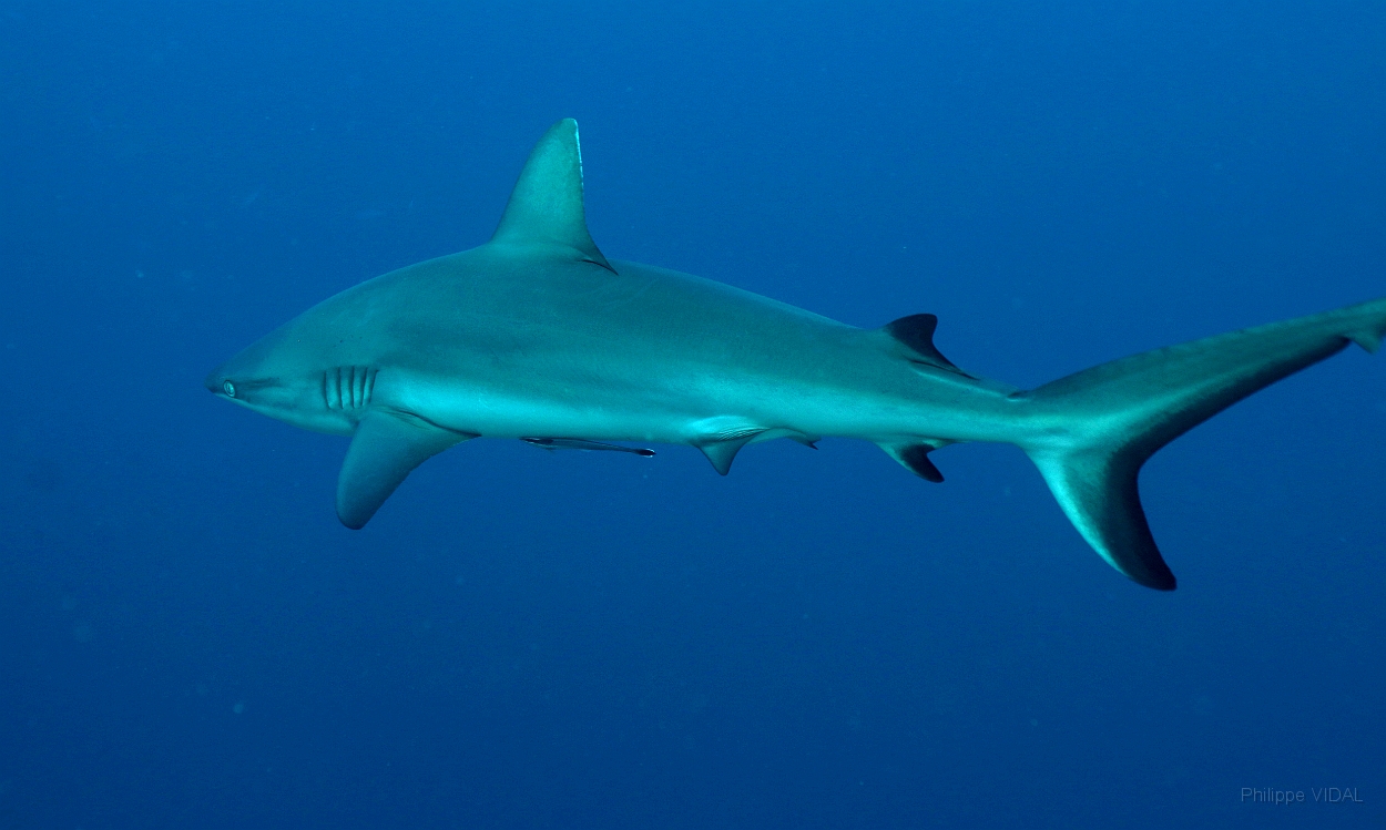 Sipadan_2015_Requin gris de recif ou Dagsit_Carcharhinus amblyrhynchos_IMG_2985_rc.jpg